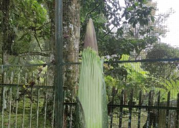 Sambut Libur Lebaran, Bunga Bangkai Raksasa Mekar di Kebun Raya Cibodas