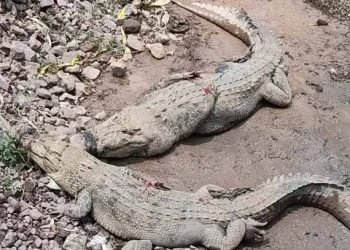 Kejadian Menegangkan! Puluhan Buaya Lepas di Cianjur