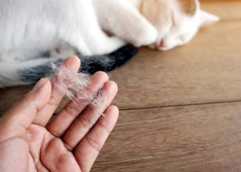 5 Cara Mengatasi Bulu Rontok pada Kucing