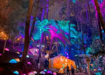 Hutan Mycelia: Perpaduan Alam, Seni, dan Teknologi yang Instagramable 