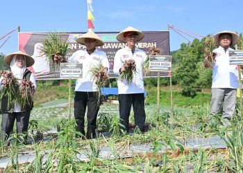 Plt Bupati Panen Bawang Merah du Desa Sukalaksana Sukanagara, Program Uji Coba yang Hasilnya Memuaskan