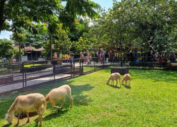 Belajar Sambil Bermain di Kuntum Farmfield, Wisata Edukasi yang Menyenangkan