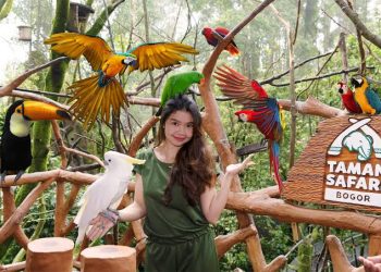 Bukan Sekadar Kebun Binatang! Taman Safari, Surganya Edukasi dan Konservasi