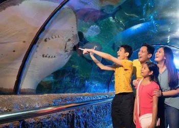Petualangan Seru di Sea World, Yuk Terjun ke Dunia Bawah Laut