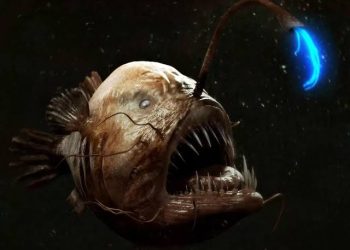 Fenomena Langka! Ikan Anglerfish Naik ke Permukaan Laut Tenerife