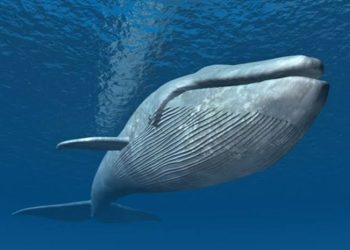 Tahukah Kamu, Bahwa Paus Biru Memiliki Jantung Sebesar Mobil?