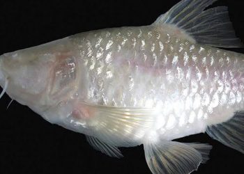 Sempat Viral, Penemuan Ikan Tanpa Mata di Gua Cisodong Bogor