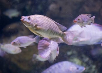 Apakah Kamu Tahu Ikan Juga Bisa Merasakan Haus? Ini Faktanya!