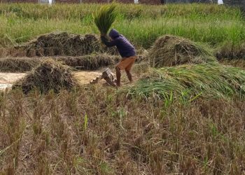 Desa Bojongsawah Andalkan Potensi Pertanian, Fokus Kembangkan Koperasi untuk Tingkatkan Kualitas Panen