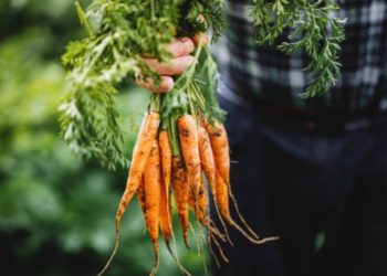 Miliki Lahan Pertanian yang Baik, Desa Sukamaju Sukabumi Jadi Penghasil Wortel Terbaik