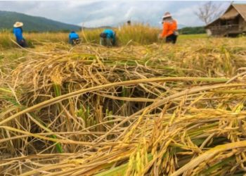 Potensi Pertanian Jadi Unggulan Desa Salaawi, Sukabumi