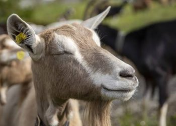 Asal Usul Kurban Idul Adha, Mengenang Kisah Nabi Ibrahim dan Ismail