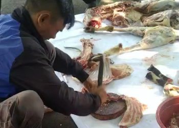 Berkah! PWI Cianjur Kurbankan Tiga Domba, Daging Dibagikan ke Masyarakat