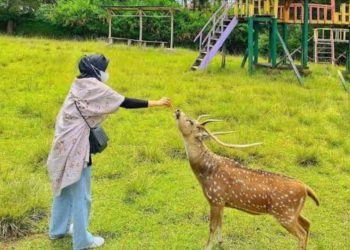 Taman Rusa Kertamanah, Wisata Edukasi dan Interaksi Menyenangkan di Bandung