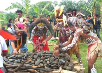 Ritual Bakar Batu, Menilik Tradisi Unik Kekayaan Budaya Suku Dani Papua