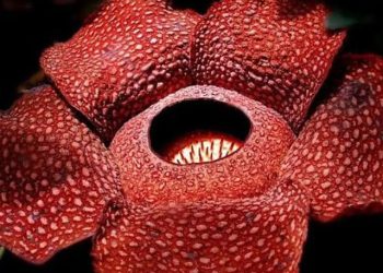 Mengenal Rafflesia Arnoldii, Bunga Terbesar di Dunia yang Asli Dari Indonesia