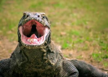 Mengenal 3 Kadal Terbesar di Dunia, Banyak Ditemukan di Indonesia!