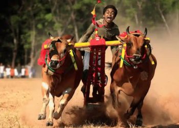 Warisan Leluhur Madura: Tradisi Karapan Sapi yang Menghibur