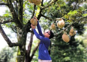 Warso Farm, Destinasi Wajib Pecinta Durian di Bogor dengan Sensasi Petik Sendiri