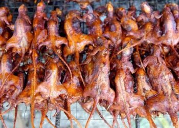 Mengenal Kawok, Hidangan Tradisional Manado dari Tikus Hutan