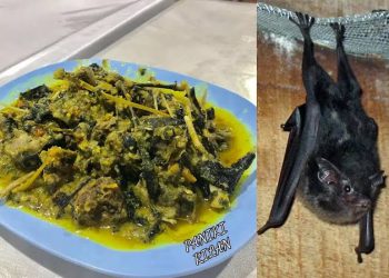 Berani Coba Paniki? Kuliner Ekstrem yang Jadi Kebanggaan Minahasa