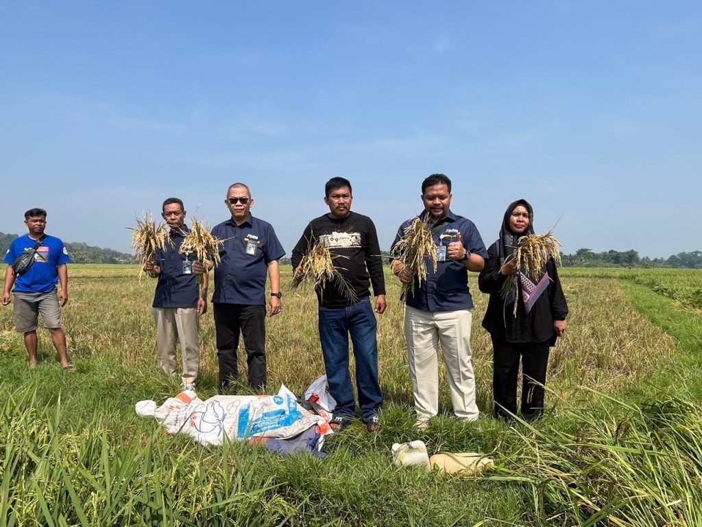 Perum Bulog Kantor Cabang Cianjur menyerap gabah dari petani di wilayah Kecamatan Ciranjang dan Bojongpicung. (Foto: Ist)