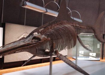 Museum Megalodon Sukabumi: Wisata Edukatif Menyaksikan Fosil Raksasa Laut