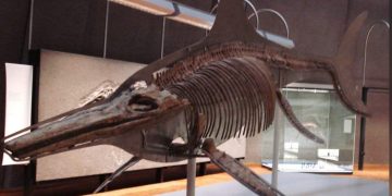 Museum Megalodon Sukabumi: Wisata Edukatif Menyaksikan Fosil Raksasa Laut