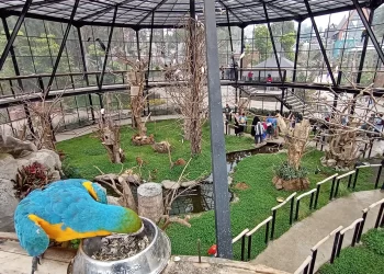 Intip Aviary Park, Wisata Alam dan Satwa yang Cocok untuk Liburan Akhir Tahun