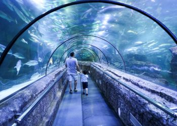 Cari Wisata Akhir Tahun? Jakarta Aquarium Safari Jadi Rekomendasi Terbaiknya!