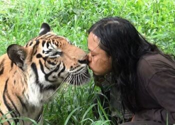 Kisah Abdullah Sholeh: Pria Asal Malang yang Hidup Bersama Harimau Selama Belasan Tahun