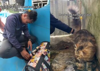 Viral Pemudik Wanita Bawa Kucing Naik Kapal Gegara Tak Tega Ditinggal
