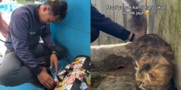Viral Pemudik Wanita Bawa Kucing Naik Kapal Gegara Tak Tega Ditinggal