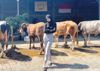 Kisah Gadis Lulusan Universitas Jepang yang Pulang Kampung Jadi Penjual Kambing