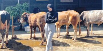 Kisah Gadis Lulusan Universitas Jepang yang Pulang Kampung Jadi Penjual Kambing