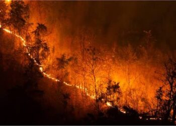 5 Penyebab Kebakaran Hutan di Kalimantan Sulit Padam, Bukan Cuma karena Kemarau