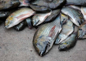 Bikin Ekosistem Rusak, Kenali Sosok Ikan Nila Hitam yang Bikin Gempar Thailand!