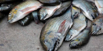 Bikin Ekosistem Rusak, Kenali Sosok Ikan Nila Hitam yang Bikin Gempar Thailand!